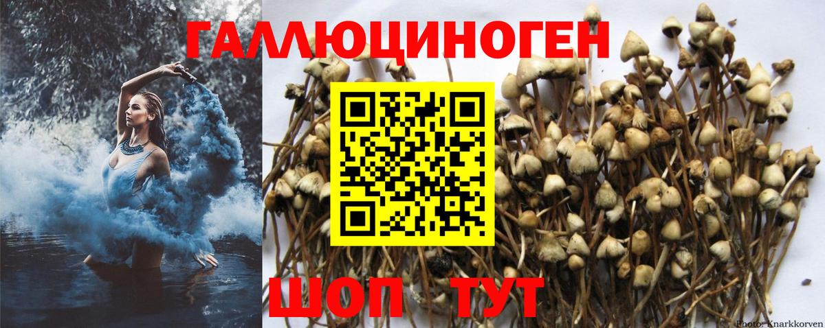 Псилоцибиновые грибы прущие грибы Сосновый Бор