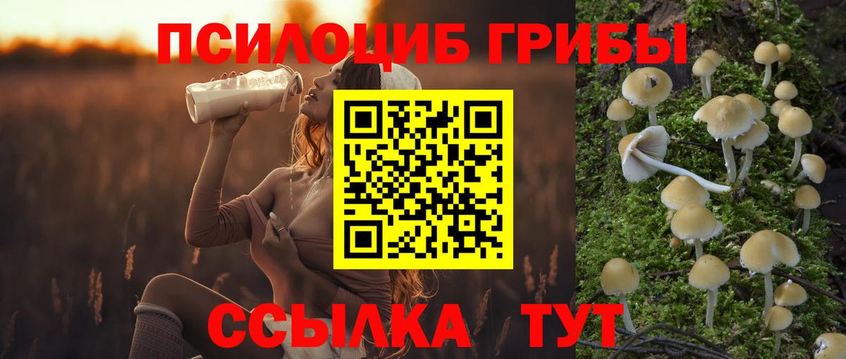 Галлюциногенные грибы Psilocybe  Вход с VPN  Сосновый Бор  Галлюциногенные грибы мицелий 