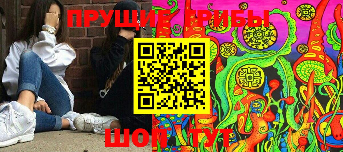 Псилоцибиновые грибы Psilocybine cubensis Сосновый Бор